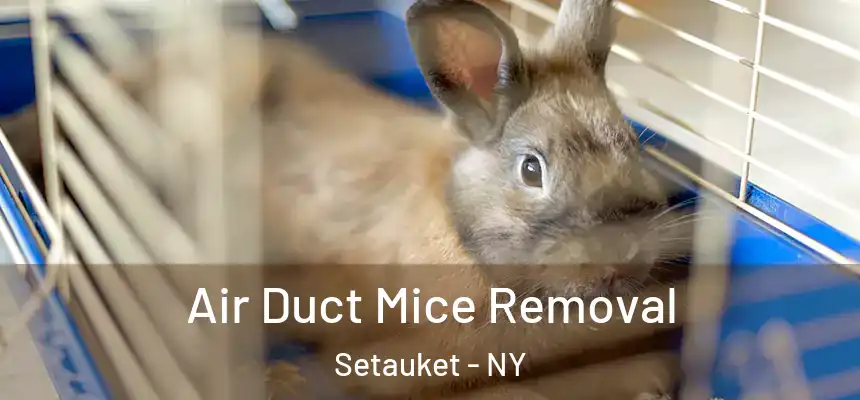  Air Duct Mice Removal Setauket - NY